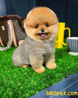 Mini Boy Gülen Surat Pomeranian Boo Yavrumuz