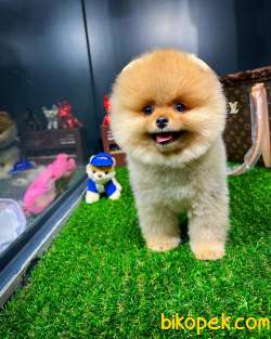 Mini Boy Gülen Surat Pomeranian Boo Yavrumuz 2