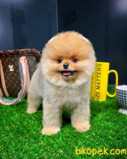 Mini Boy Gülen Surat Pomeranian Boo Yavrumuz 3