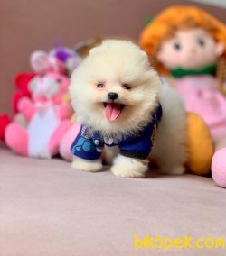 Mini Boy Irk Garantili Pomeranian Boo Yavrular 3