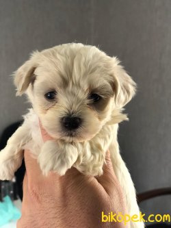 MİNİ BOY KAR BEYAZ MALTESE TERRİER 2