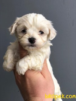 MİNİ BOY KAR BEYAZ MALTESE TERRİER 1