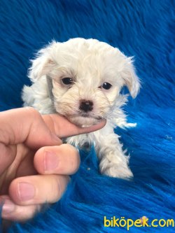 MİNİ BOY KAR BEYAZ MALTESE TERRİER 3