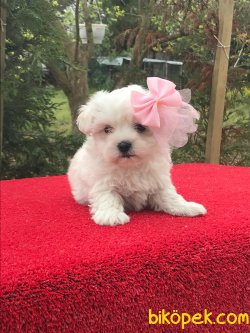 MİNİ BOY MALTESE TERRİER 3