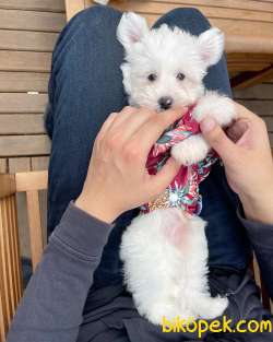 MİNİ BOY MALTESE TERRİER 2