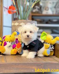 MİNİ BOY MALTESE TERRİER 1