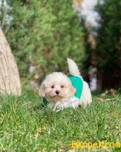 MİNİ BOY MALTESE TERRİER 3