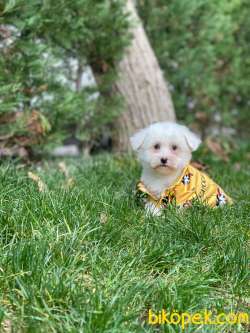 MİNİ BOY MALTESE TERRİER 3