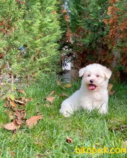 MİNİ BOY MALTESE TERRİER 1