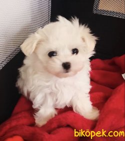 Mini Boy Maltese Terrier Yavrularımız 1