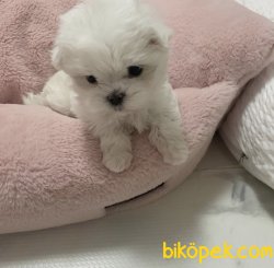 Mini Boy Maltese Terrier Yavrularımız 3