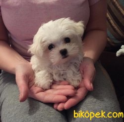 Mini Boy Maltese Terrier Yavrularımız 2