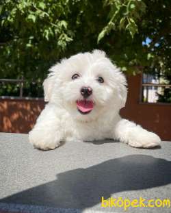 MİNİ BOY MALTESE TERRİER YAVRULARIMIZ 3