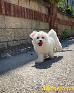 MİNİ BOY MALTESE TERRİER YAVRULARIMIZ 4
