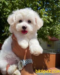 MİNİ BOY MALTESE TERRİER YAVRULARIMIZ 2