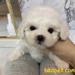 Mini Boy Maltese Yavrular 3