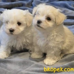 Mini Boy Maltese Yavrular 1