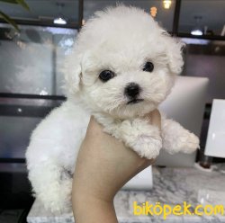 Mini Boy Maltese Yavrular 2