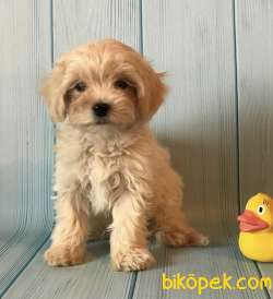 Mini Boy Maltipoo Sevimli Yavrular 4