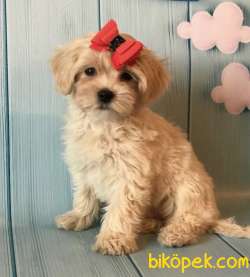 Mini Boy Maltipoo Sevimli Yavrular