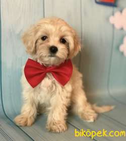 Mini Boy Maltipoo Sevimli Yavrular 3