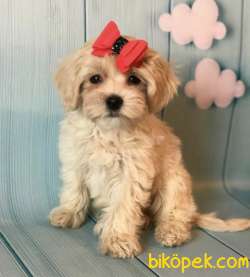 Mini Boy Maltipoo Sevimli Yavrular 2