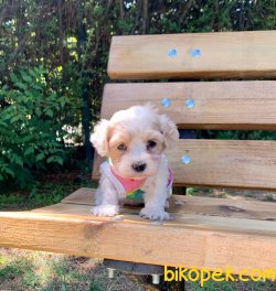 Mini Boy Maltipoo Yavrular 2