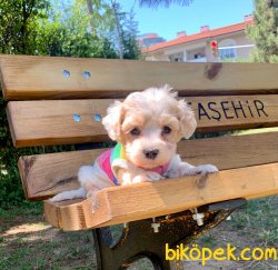 Mini Boy Maltipoo Yavrular 3