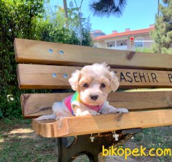 Mini Boy Maltipoo Yavrular 1