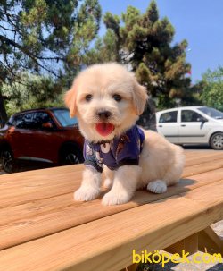 Mini Boy Maltipoo Yavrular 3