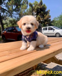 Mini Boy Maltipoo Yavrular 1