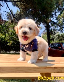 Mini Boy Maltipoo Yavrular 2