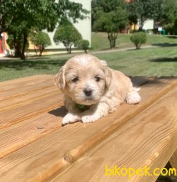 Mini Boy Maltipoo Yavrular 4