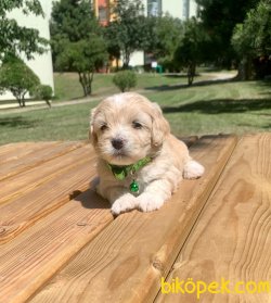 Mini Boy Maltipoo Yavrular 3