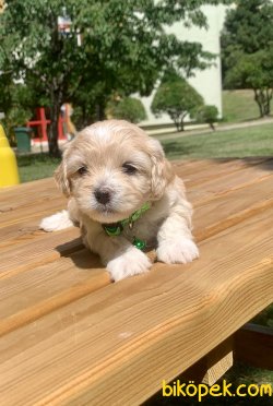 Mini Boy Maltipoo Yavrular 1
