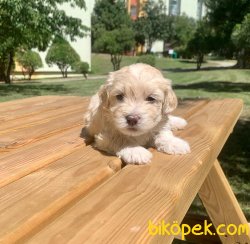 Mini Boy Maltipoo Yavrular 2