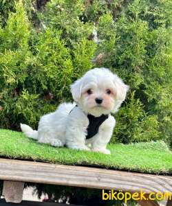 Mini Boy Orjinal Maltese Bebekler 1