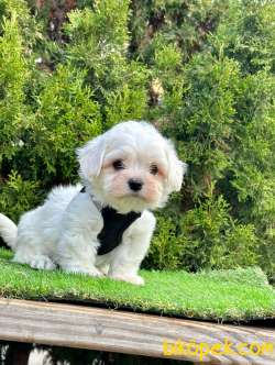 Mini Boy Orjinal Maltese Bebekler 2