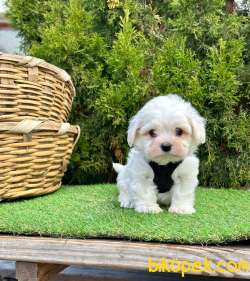 Mini Boy Orjinal Maltese Bebekler 4