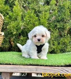 Mini Boy Orjinal Maltese Bebekler 3