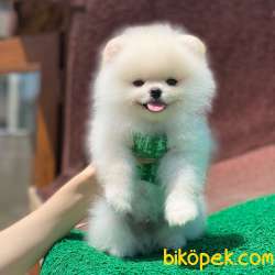 Mini Boy Orjinal Pomeranian Boo Yavrumuz 1