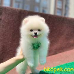Mini Boy Orjinal Pomeranian Boo Yavrumuz 4