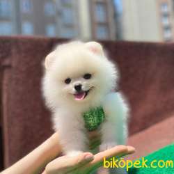 Mini Boy Orjinal Pomeranian Boo Yavrumuz 2