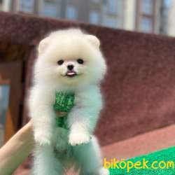 Mini Boy Orjinal Pomeranian Boo Yavrumuz 3