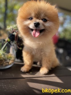 MİNİ BOY ORJİNAL TEDDY BEAR FACE AYICIK SURAT POMERANİAN BOO 3