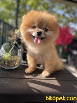 MİNİ BOY ORJİNAL TEDDY BEAR FACE AYICIK SURAT POMERANİAN BOO 4