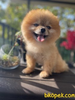 MİNİ BOY ORJİNAL TEDDY BEAR FACE AYICIK SURAT POMERANİAN BOO 2