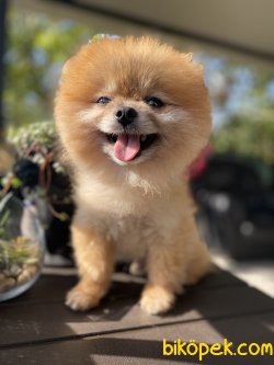MİNİ BOY ORJİNAL TEDDY BEAR FACE AYICIK SURAT POMERANİAN BOO 1