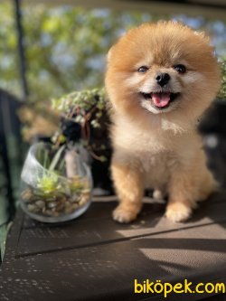MİNİ BOY ORJİNAL TEDDY BEAR FACE AYICIK SURAT POMERANİAN BOO 5