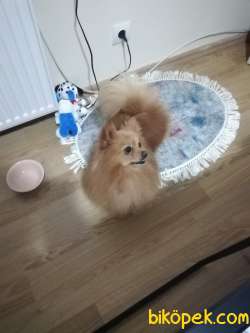 Mini Boy Pomeranian 4